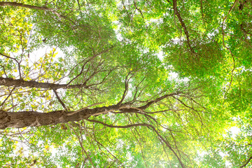 under tree branch with green leaf view