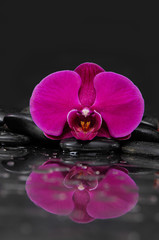 Fototapeta na wymiar Wet Zen Spa Stones with red orchid flower