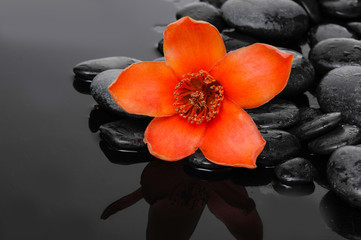 Macro of red  flower with therapy stones on wet background