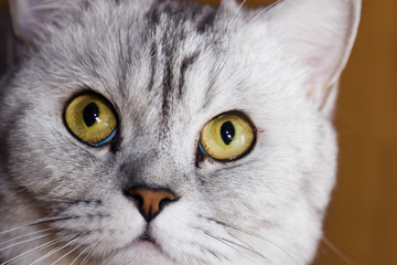 Big gray cat
