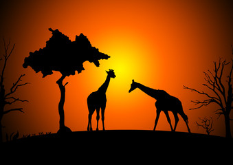 Fototapeta na wymiar Giraffen - Giraffes