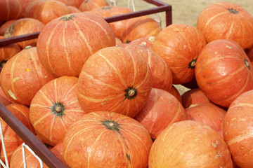 fresh pumpkins with the nature