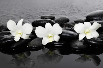 three white orchid on wet stones –wet background