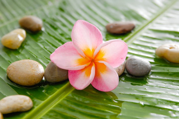 Pink frangipani and pile of stones on banana leaf