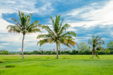Coconut palm tree in green rice fields