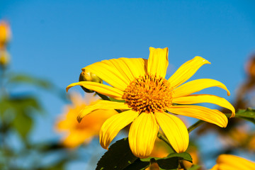 Tree marigold with bee, Mexican tournesol, Mexican sunflower wit