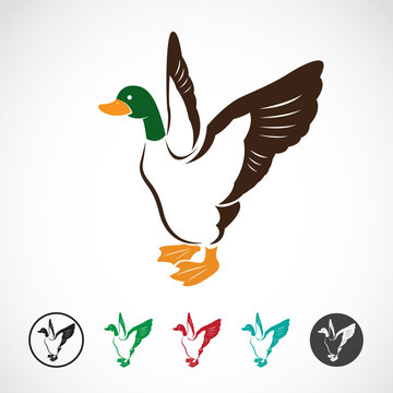 Vector image of an wild duck on white background