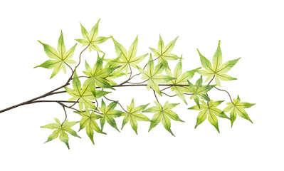 Obraz premium Plastic maple leaves isolated on white background