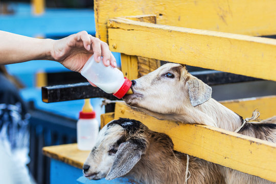 Feeding Goat With A Bottle Of Milk