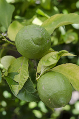 mediterranean flora - lemons