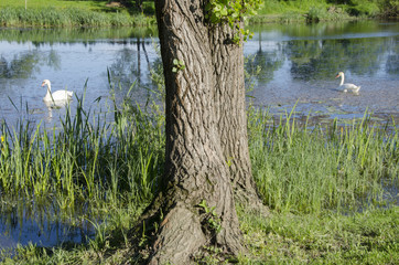swans