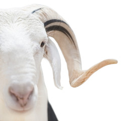 Sahelian Ram with a white and black coat, isolated