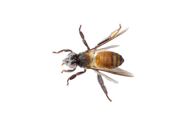 Dead bee on isolated white background.
