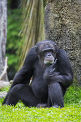 Common Chimpanzee