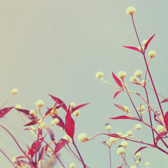 Small flower buds with retro filter effect