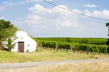 wine cellar with vineyard, Novy Prerov, Czech Republic