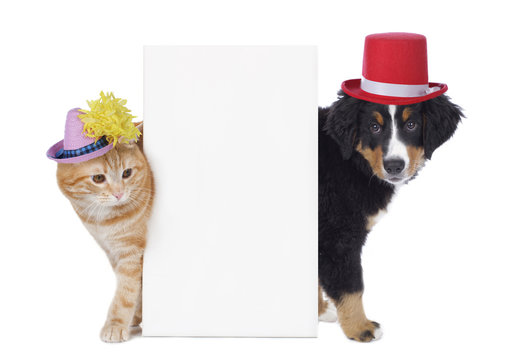 Hund und Katze mit Faschingsh&uuml;ten
