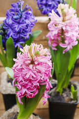 Hyacinth flowers