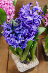 Hyacinth flowers