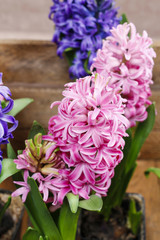 Hyacinth flowers