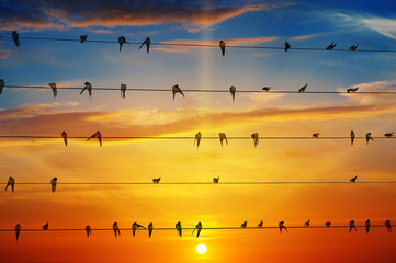 Plakat birds on a background of sunrise