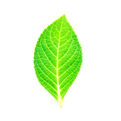 Obraz premium beautiful shape of single green leaf on white background
