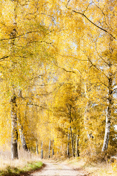 Fototapeta autumnal birch alley