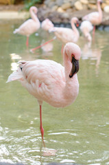 Fototapeta na wymiar Flamingo stand on one leg
