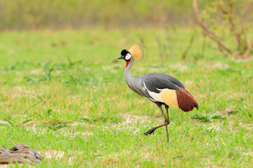 Grey crowned crane