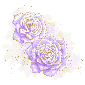 Violet roses on white background