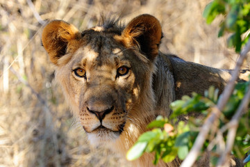 Fototapeta premium Young lion