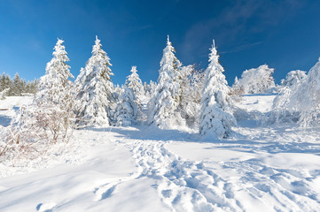 Verschneiter Schwarzwald