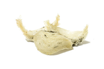 Edible bird's nest close up