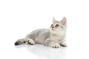 Naklejka premium Śliczny srebrny kotek