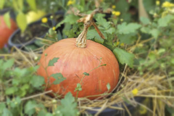 fresh pumpkins with the nature