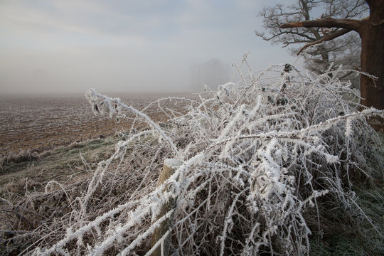 Hard frost over fields in the Berkshire countryside