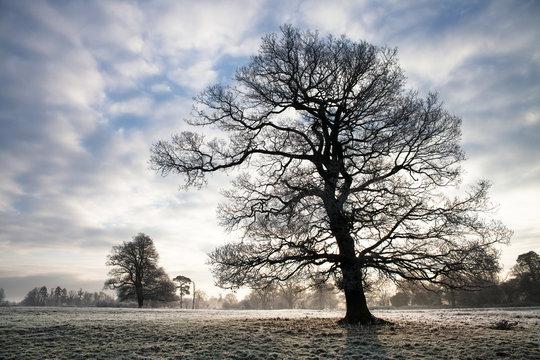 Hard frost over fields in the Berkshire countryside