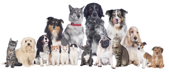 Plakaty  Grupa psów i kotów