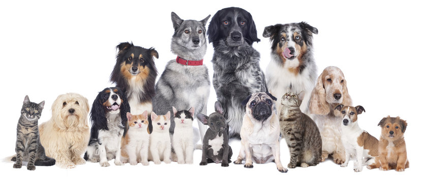 Hunde und Katzen Gruppe