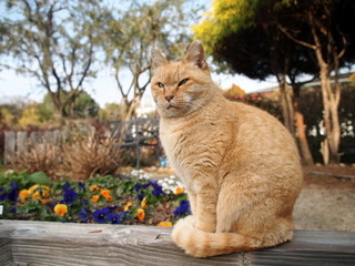 花壇の猫