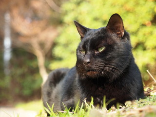 凛々しい黒猫