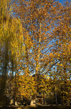 Autumn in the old park