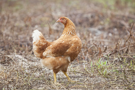 brown hen chicken standing in field use for farm animals, livest