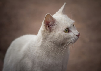 White cat on the street