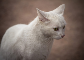 White cat on the street