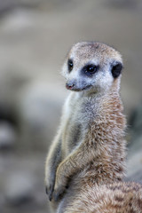 Fototapeta premium Cute meerkat on guard duty