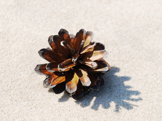 Fototapeta na wymiar pinecone on a sand background 