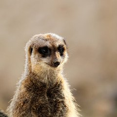 Cute meerkat on guard duty