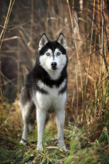 Сибирский хаски