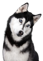 Obraz premium Siberian Husky